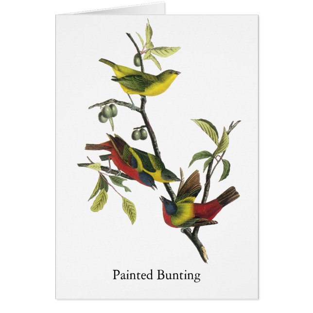 John Audubon Painted Bunting Print (Front)