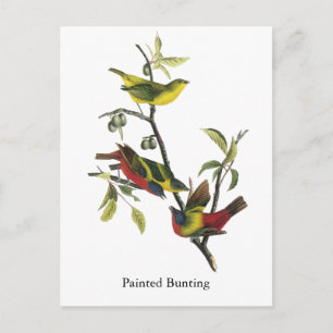John Audubon Painted Bunting Print Postcard