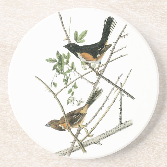 John Audubon Rufous-sided Towhee Coaster (Front)