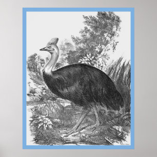 John Gould's 'Birds Of Australia' ~ The Cassowary Poster