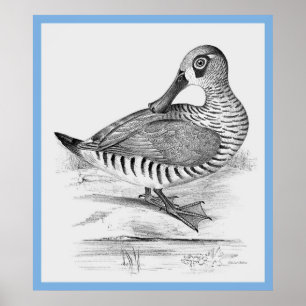 John Gould's 'Birds Of Australia' ~ The Duck Poster