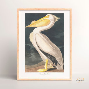 John James Audubon American White Pelican Majesty Poster