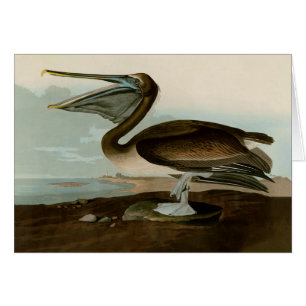 John James Audubon Brown Pelican Artwork Painting