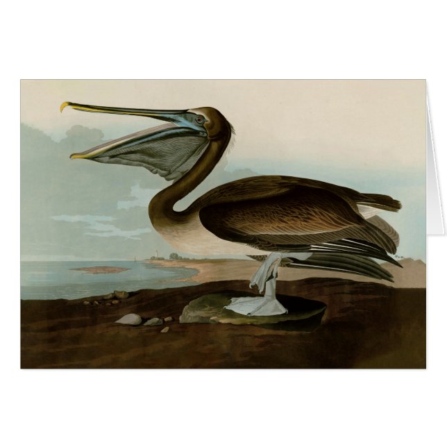 John James Audubon Brown Pelican Artwork Painting (Front Horizontal)