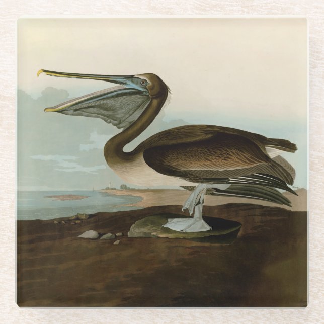 John James Audubon Brown Pelican Artwork Painting Glass Coaster (Front)