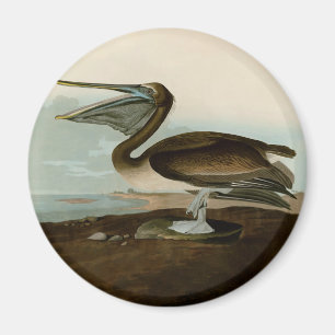 John James Audubon Brown Pelican Artwork Painting Magnet