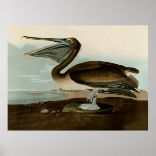 John James Audubon Brown Pelican Artwork Painting Poster
