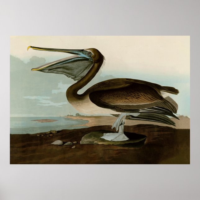 John James Audubon Brown Pelican Artwork Painting Poster (Front)