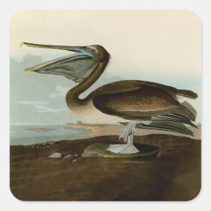 John James Audubon Brown Pelican Artwork Painting Square Sticker