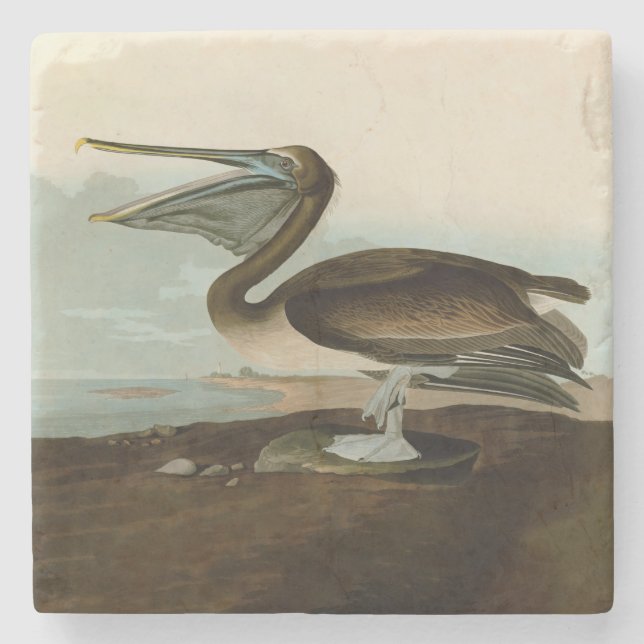 John James Audubon Brown Pelican Artwork Painting Stone Coaster (Front)