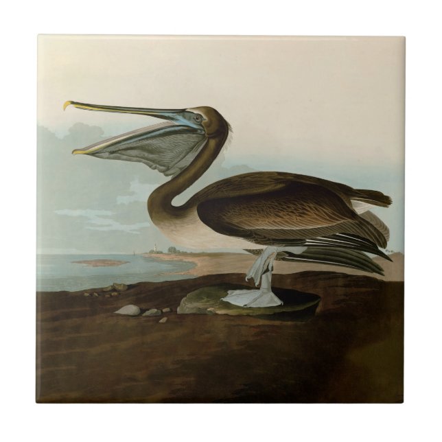 John James Audubon Brown Pelican Artwork Painting Tile (Front)