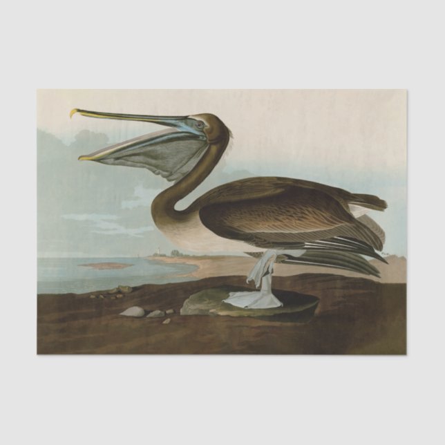 John James Audubon Brown Pelican Artwork Painting Tissue Paper (Front)