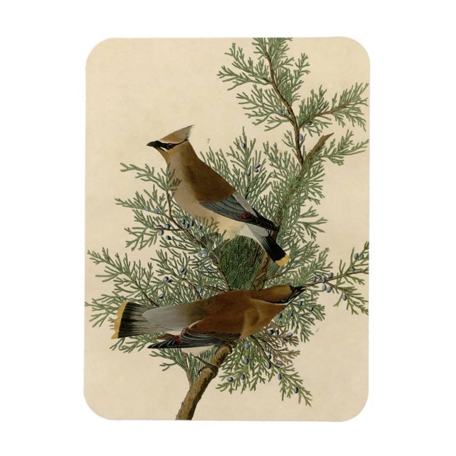 John James Audubon Cedar Waxwing Bird Print Magnet (Vertical)