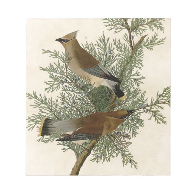 John James Audubon Cedar Waxwing Bird Print Notepad (Front)