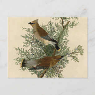 John James Audubon Cedar Waxwing Bird Print Postcard