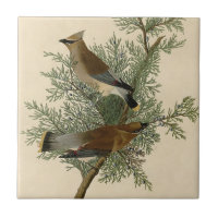 John James Audubon Cedar Waxwing Bird Print