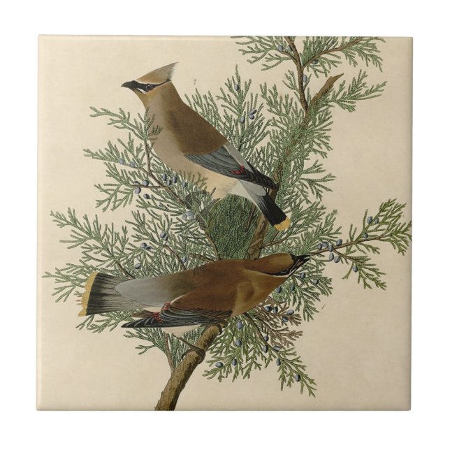 John James Audubon Cedar Waxwing Bird Print Tile (Front)