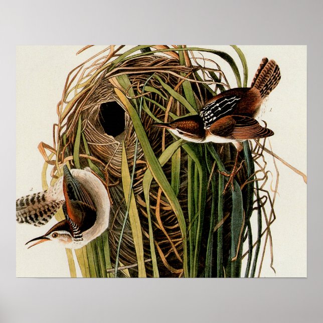 John James Audubon Marsh Wren Bird Print (Front)