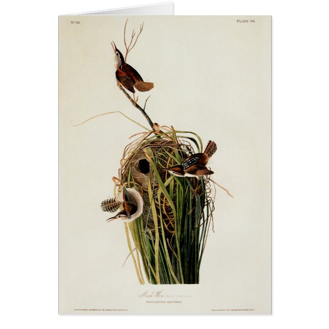 John James Audubon Marsh Wren Bird Print (Front)