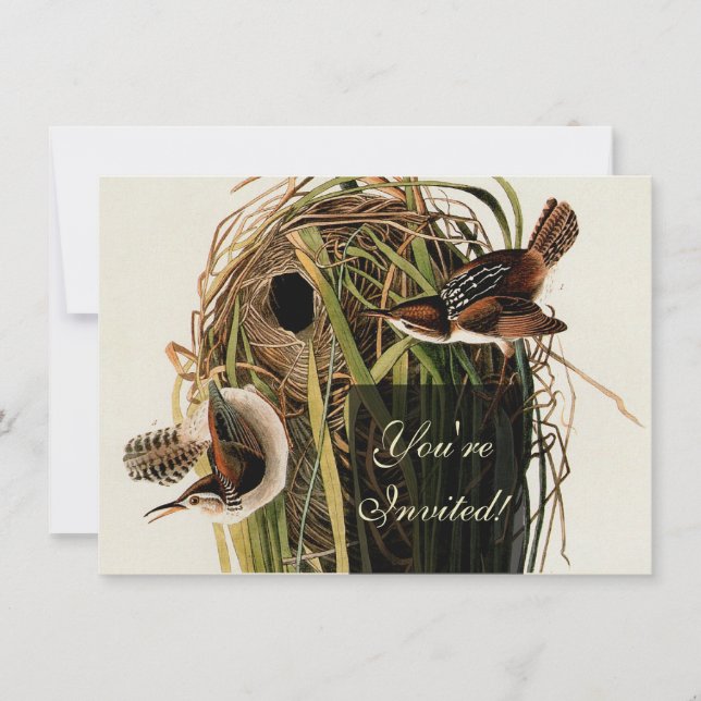 John James Audubon Marsh Wren Bird Print Invitation (Front)