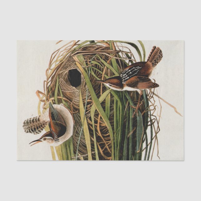 John James Audubon Marsh Wren Bird Print Tissue Paper (Front)