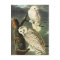 John James Audubon Owls Fine Art