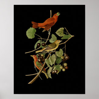 John James Audubon ~ Summer Red Birds ~ Poster