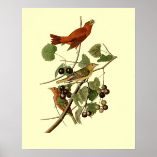 John James Audubon ~ Summer Red Birds ~ Poster