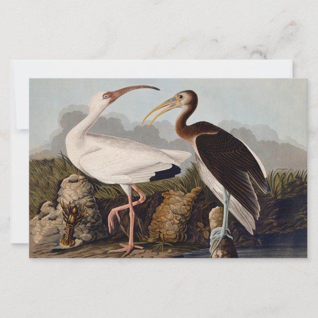 John James Audubon White Ibis Bird Print Classic (Front)