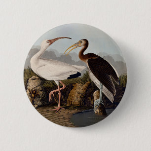 John James Audubon White Ibis Bird Print Classic 6 Cm Round Badge