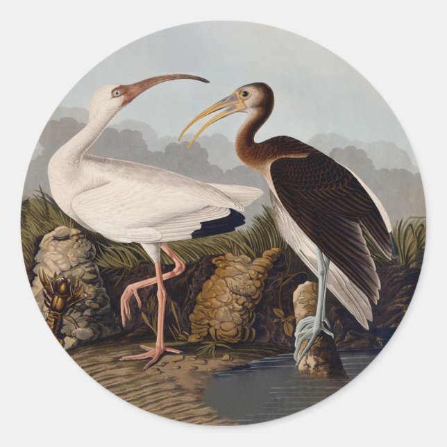 John James Audubon White Ibis Bird Print Classic Classic Round Sticker (Front)