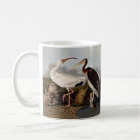 John James Audubon White Ibis Bird Print Classic