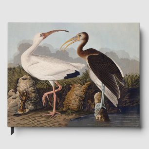 John James Audubon White Ibis Bird Print Classic Guest Book