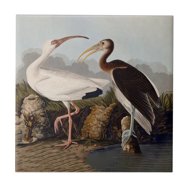 John James Audubon White Ibis Bird Print Classic Tile (Front)