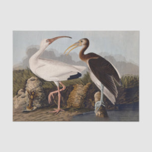 John James Audubon White Ibis Bird Print Classic Tissue Paper