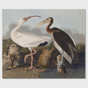 John James Audubon White Ibis Bird Print Classic Wrapping Paper