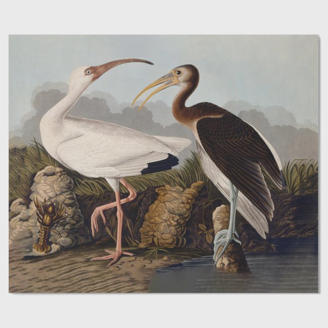 John James Audubon White Ibis Bird Print Classic Wrapping Paper (Flat)