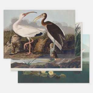 John James Audubon White Ibis Bird Print Classic Wrapping Paper Sheet