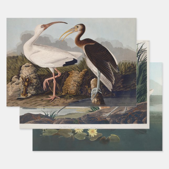 John James Audubon White Ibis Bird Print Classic Wrapping Paper Sheet (Set)