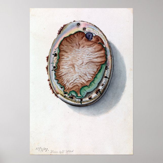 John James Wild Green-lipped Abalone Vintage Poster (Front)