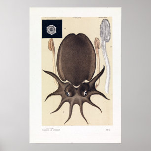 John James Wild Large Melbourne Sepia Poster