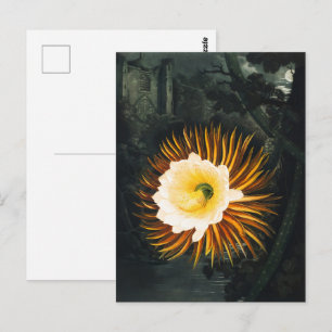 John Thornton The Night-Blowing Cereus Botanical Postcard