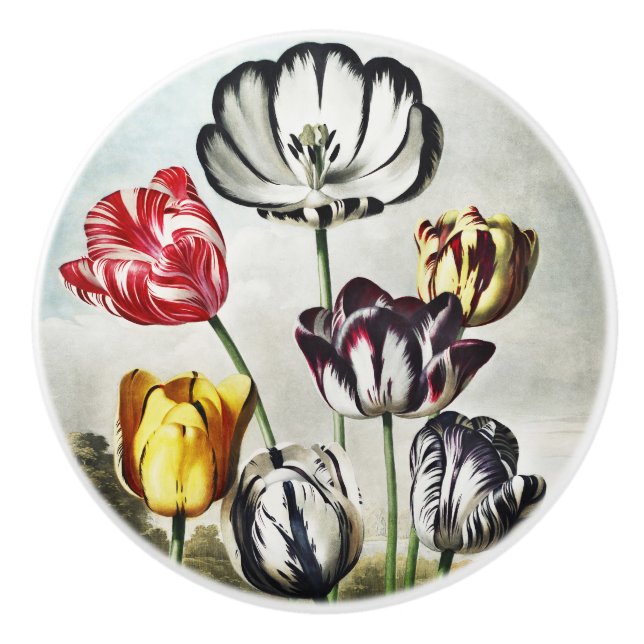 John Thornton Tulips from The Temple of Flora Ceramic Knob (Front)