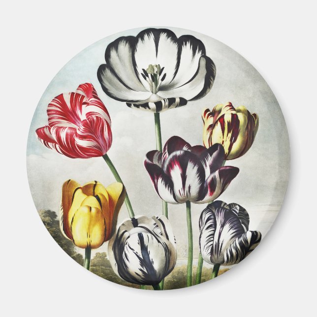 John Thornton Tulips from The Temple of Flora Magnet (Front)