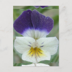 Johnny Jump-up Flower Pic Postcard