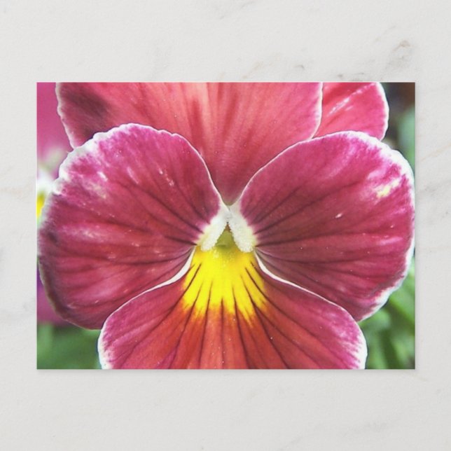 Johnny Jump Up Flowers Postcard (Front)