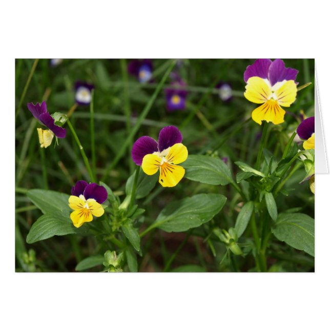 Johnny-jump-ups Card (Front Horizontal)