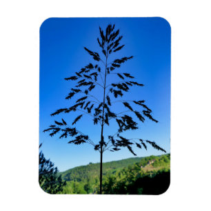 Johnson Grass Magnet