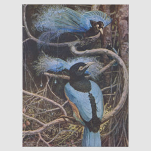 Johnston Vintage Blue Bird Paradise Illustration Tissue Paper