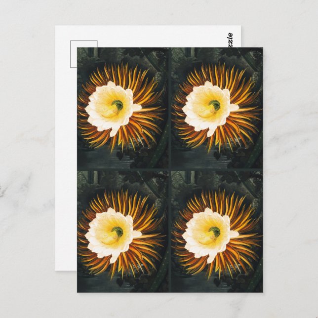 JohnThornton Four Night-Blowing Cereuses Botanical Postcard (Front/Back)